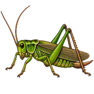 Wart-biter