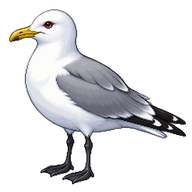 Black-legged Kittiwake