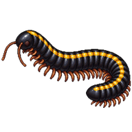Orthoporus Millipede
