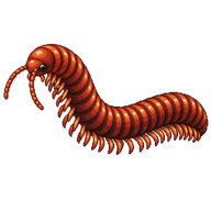 Rusty Millipede