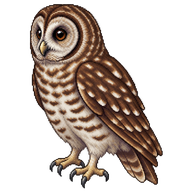 Mottled Owl