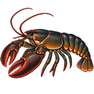 American Lobster