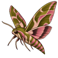Gaudy Sphinx Moth