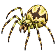 Cricket Bat Spider