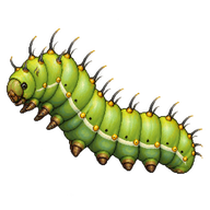 Imperial Moth Larva