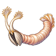 Naval Shipworm