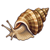 Common Whelk