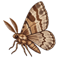 Mottled Umber
