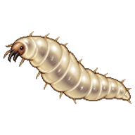 Scuttle Fly Larva