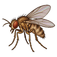 Scuttle Fly