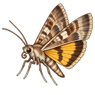 Yellow-underwing Pearl