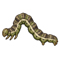 Common Pug Caterpillar