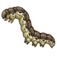 Dotted Border Caterpillar
