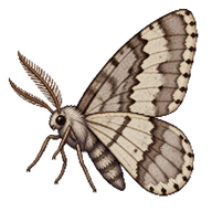 Dotted Border Moth