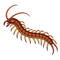 Common Centipede