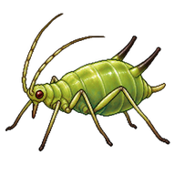 Sycamore Aphid