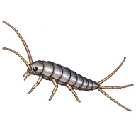 Silverfish