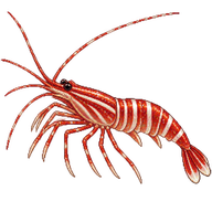 Peppermint Shrimp