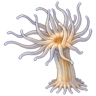 Glass Anemone