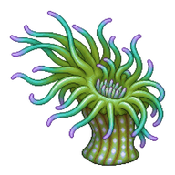 Snakelocks Anemone Juvenile