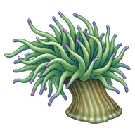 Snakelocks Anemone