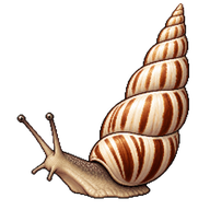 Snail
