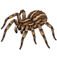 Grass Spider