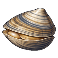 Hard Clam