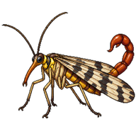 Common Scorpionfly