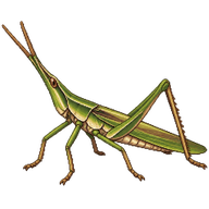 Oriental Longheaded Locust