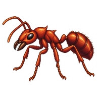Tropical Fire Ant