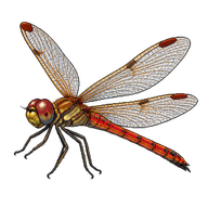 Variegated Meadowhawk