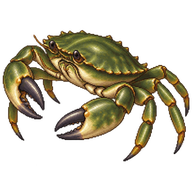 Mediterranean Green Crab