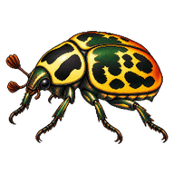 Sun Beetle