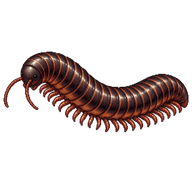 Common Millipede