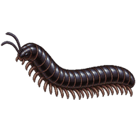 Black Millipede