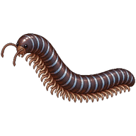 Juliform Millipede