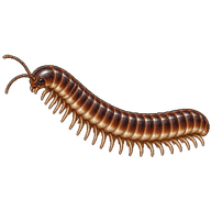 Lesser Glasshouse Millipede