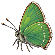 Green Hairstreak