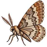 Autumnal Moth