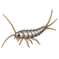 Silverfish Juvenile