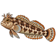 Marbled Blenny