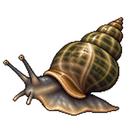 Eastern Mudsnail