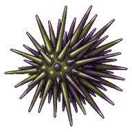 Green Sea Urchin