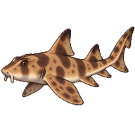 Horn Shark