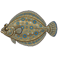 Peacock Flounder