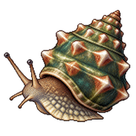 Carved Starsnail