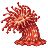 Red Beaded Anemone