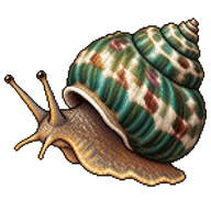 Mexican Turbo Snail
