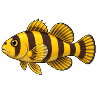 Broad-barred Goby